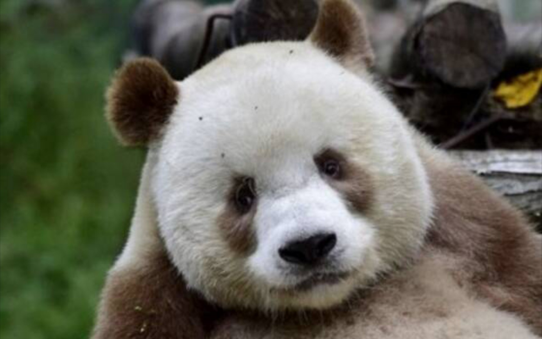 全球唯一白色大熊猫长大变金白色