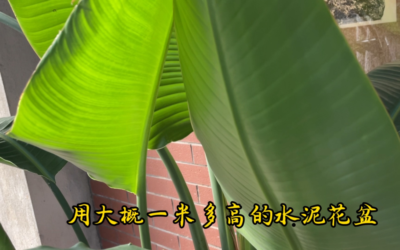 1米多高的水泥大花盆养天堂鸟新叶不断,满足2点叶片旺盛油亮碧绿哔哩哔哩bilibili