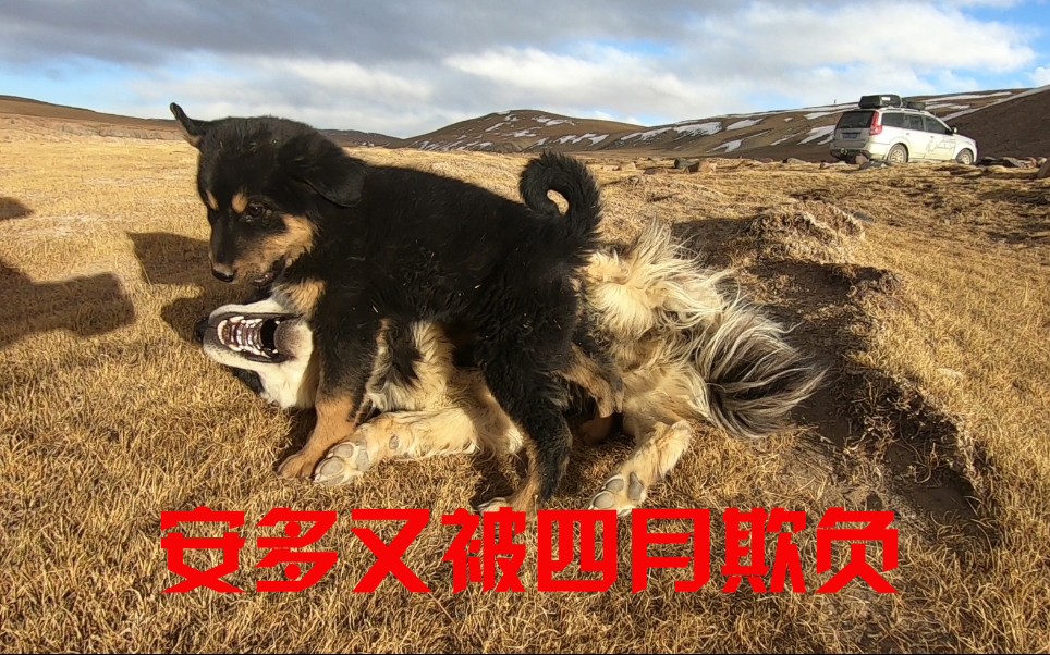 离开西藏到达青海,大狗安多还被小狗四月压着打_哔哩哔哩 (゜-゜)つロ
