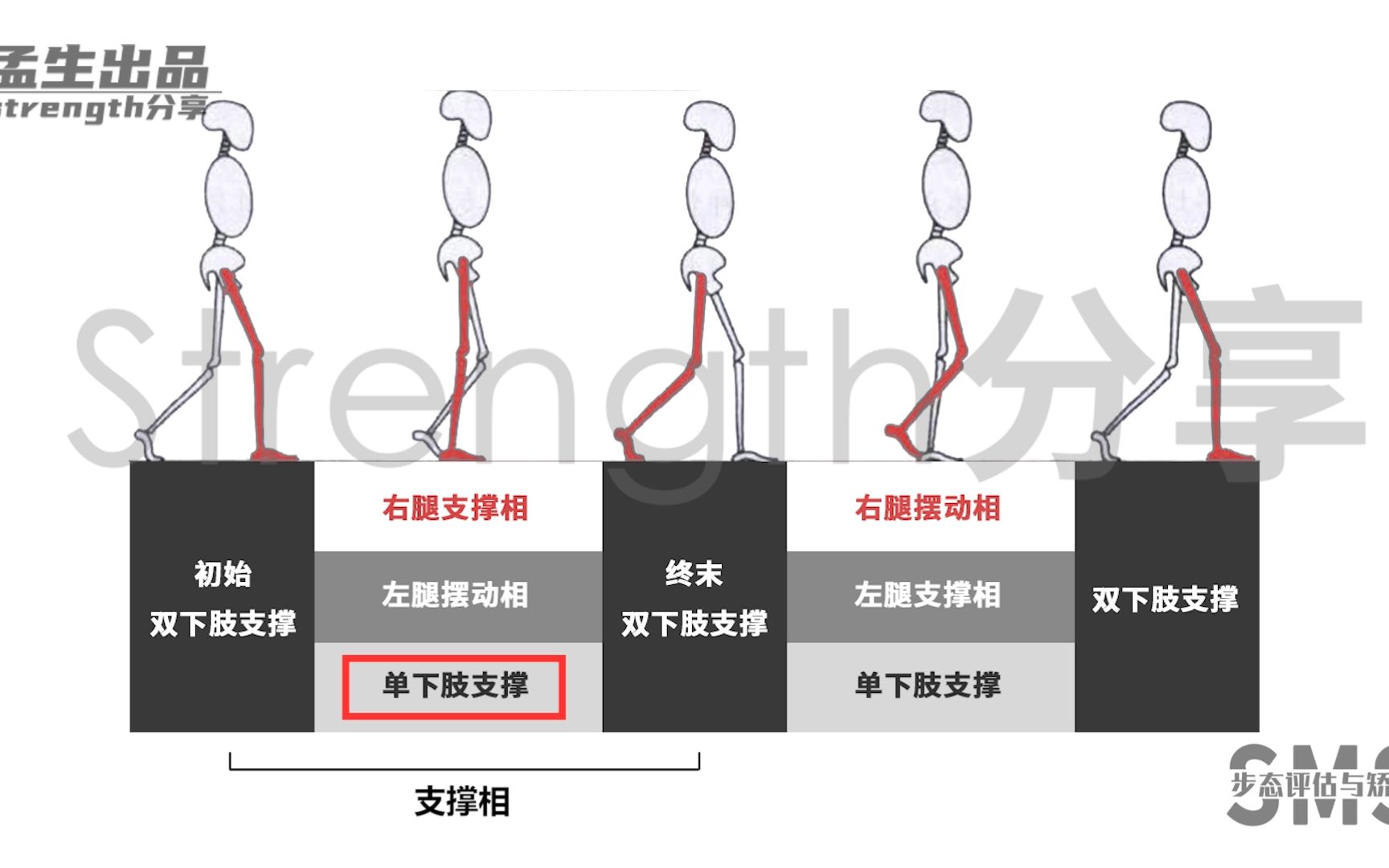 视频精讲:步态周期基础理论哔哩哔哩bilibili