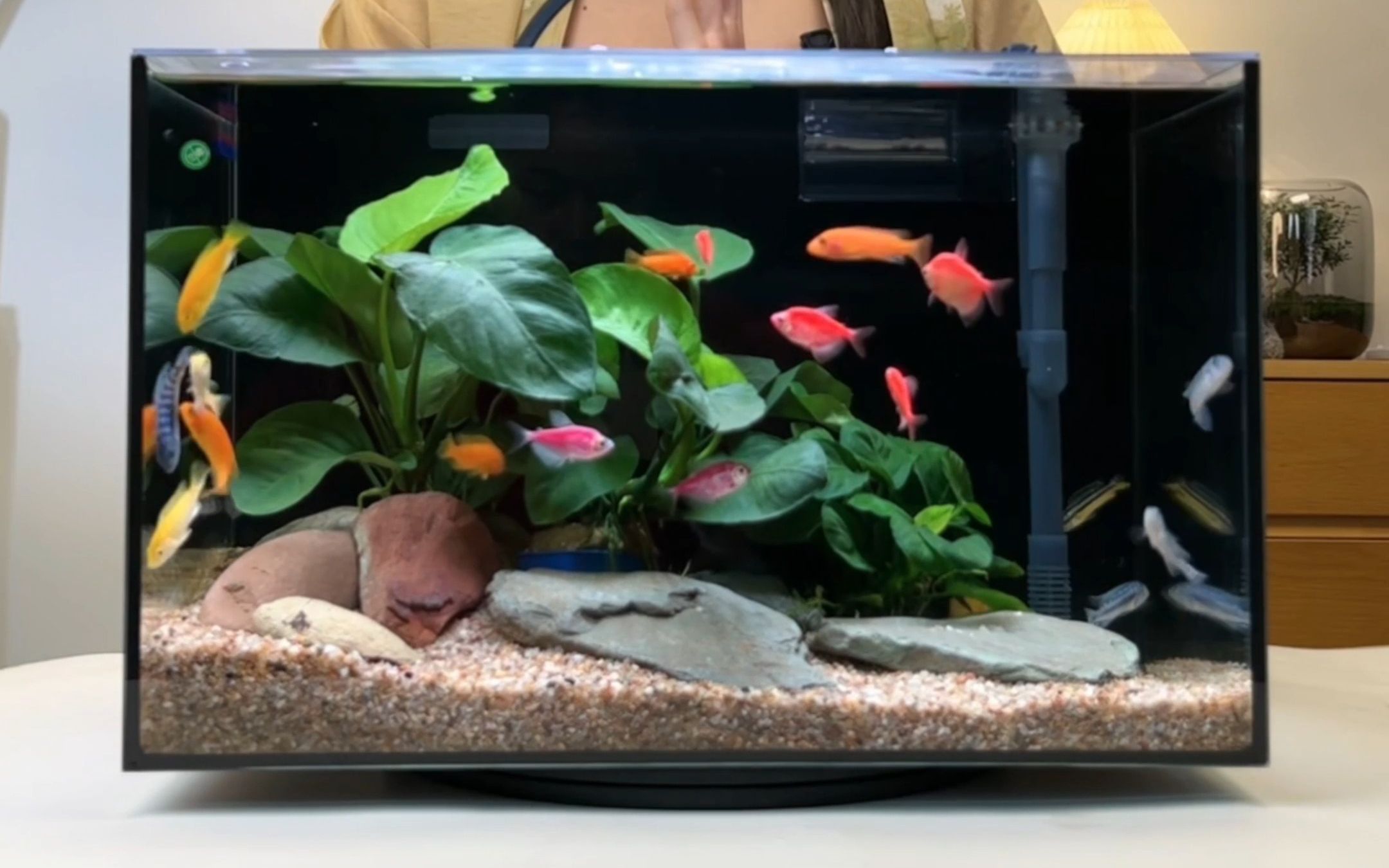t款超大号桌面生态溪流水景缸