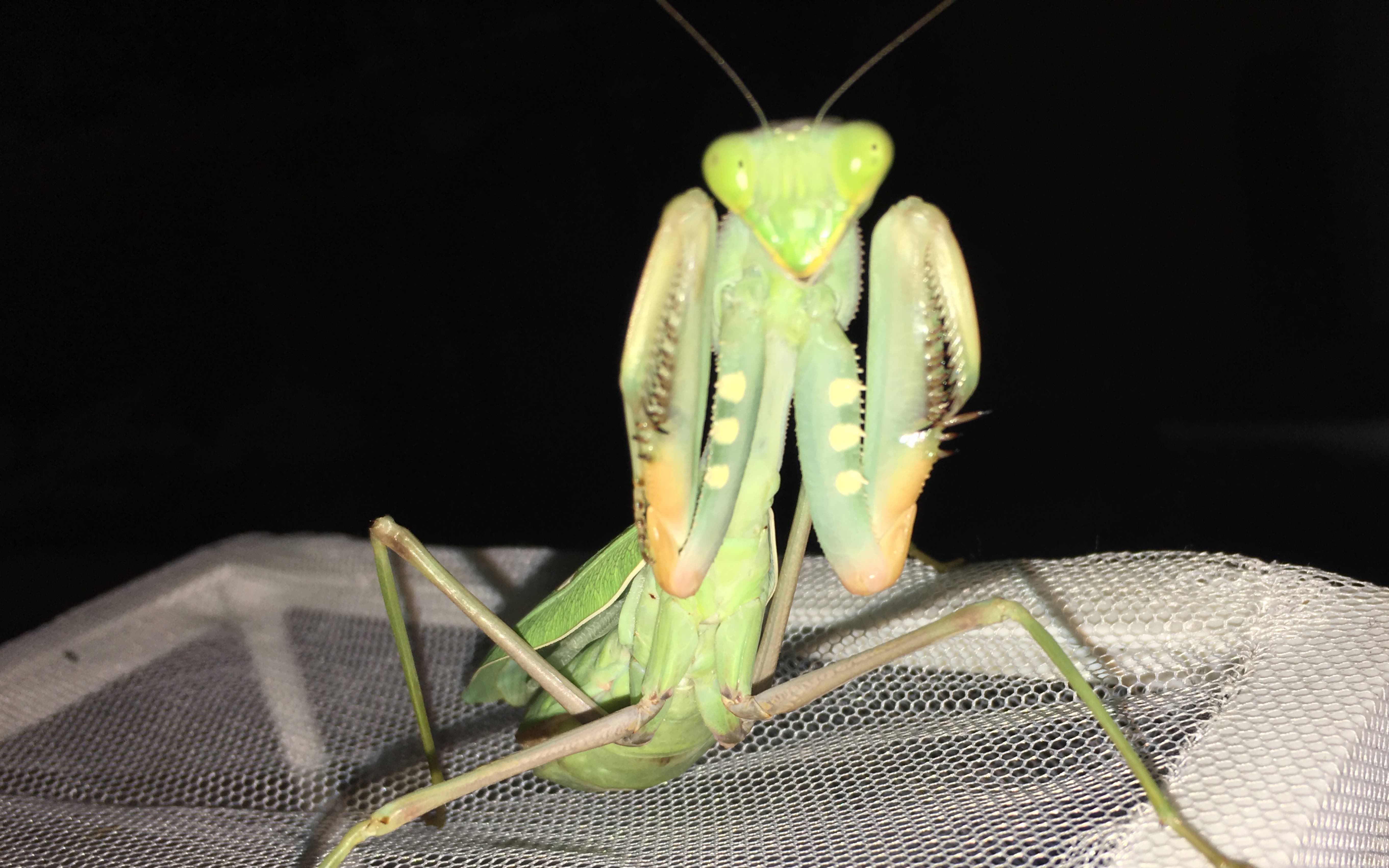 绿巨螳螂vs大王虎甲图片