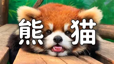 中华小熊猫-哔哩哔哩_Bilibili