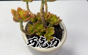 Download Video: 多肉植物巧克力老桩