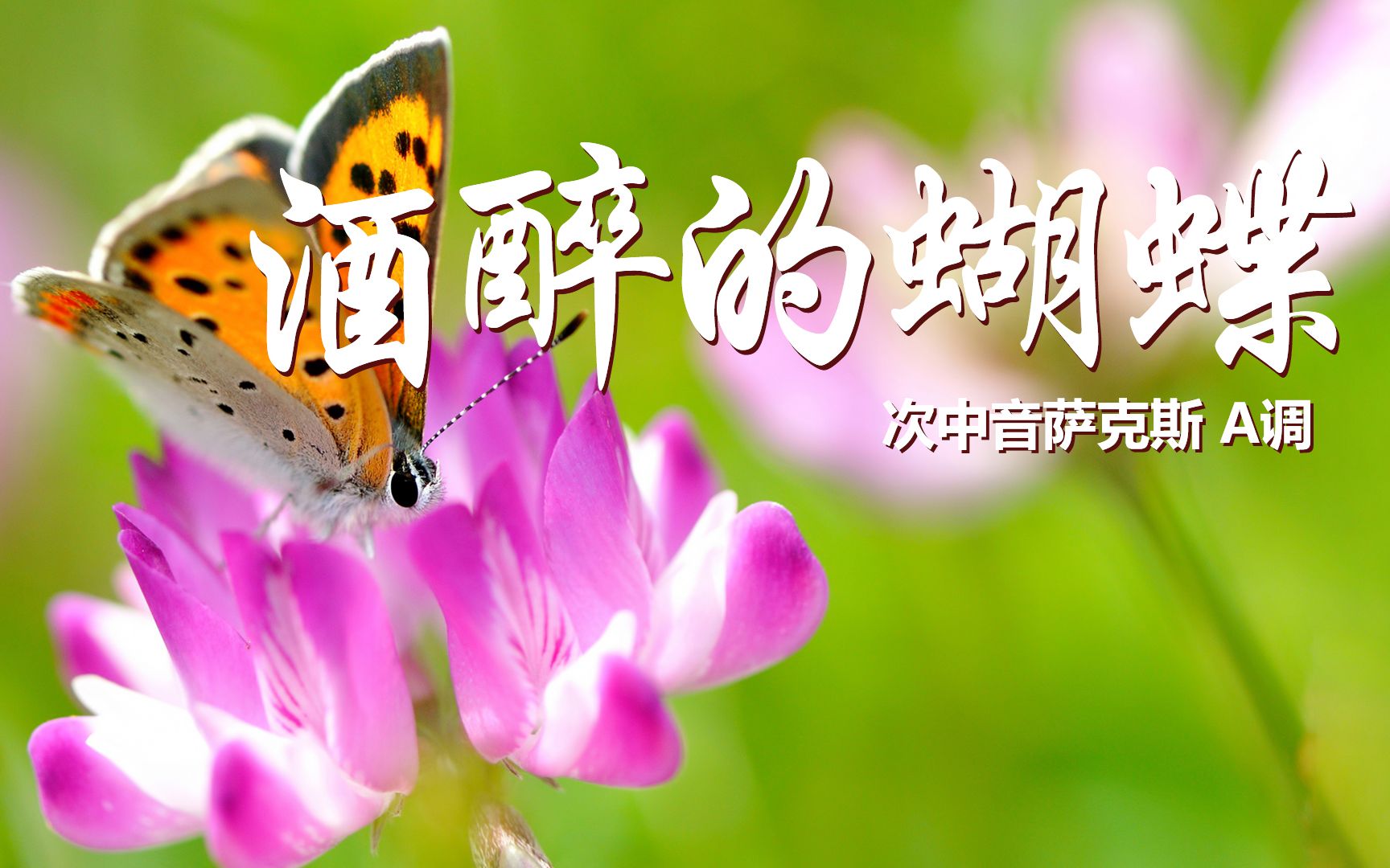 流行金曲《酒醉的蝴蝶》,美妙悠扬婉转动听,萨克斯演奏好听醉了