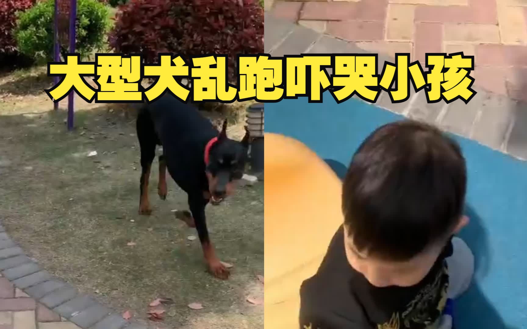 上海一小区内大型犬乱跑吓哭小孩,没牵绳没嘴套,主人不在旁边哔哩哔哩bilibili