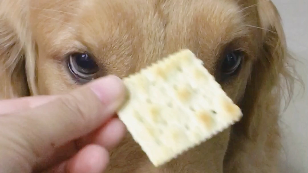 吃饼干的狗狗