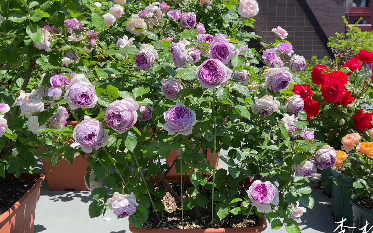 【月季|丽拉】丽拉,再见