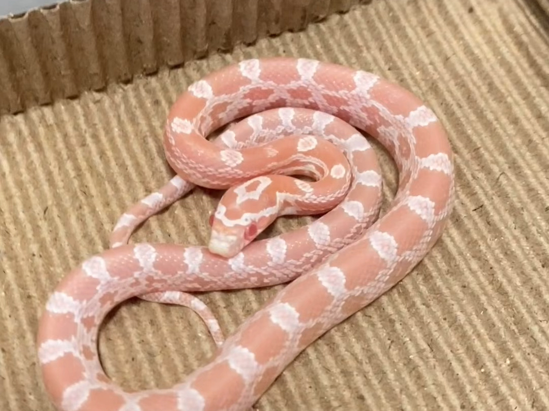 选育珊瑚玉米蛇出壳三十天留念