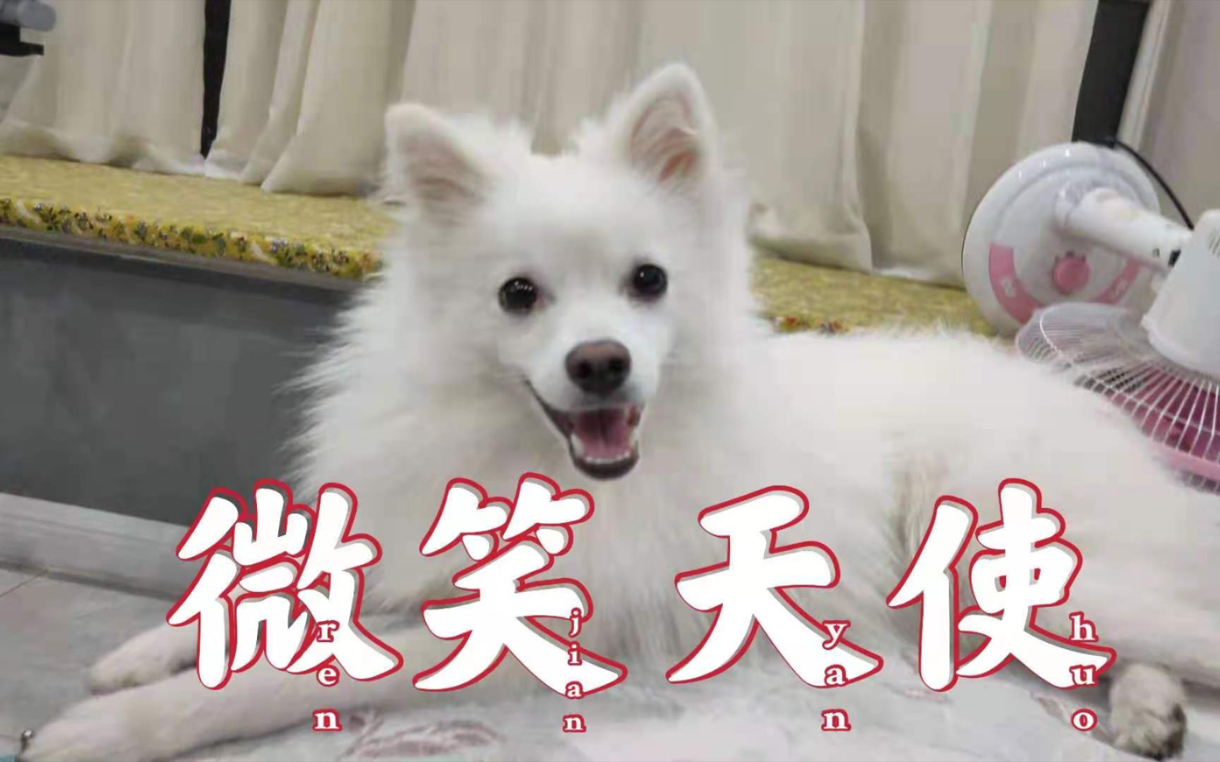 一看见银狐犬的微笑,心都化了哔哩哔哩bilibili