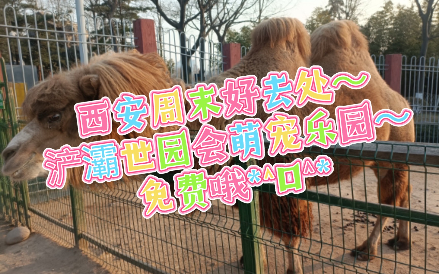 免费!西安浐灞世园会萌宠乐园,动物们超治愈