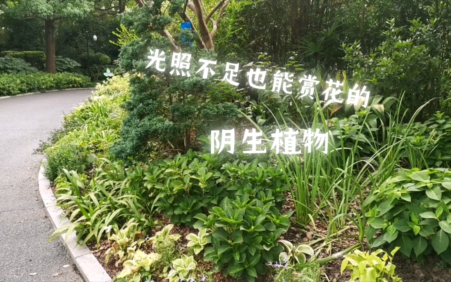 (花境植物介绍)阴生植物第二部分(观花类)哔哩哔哩bilibili