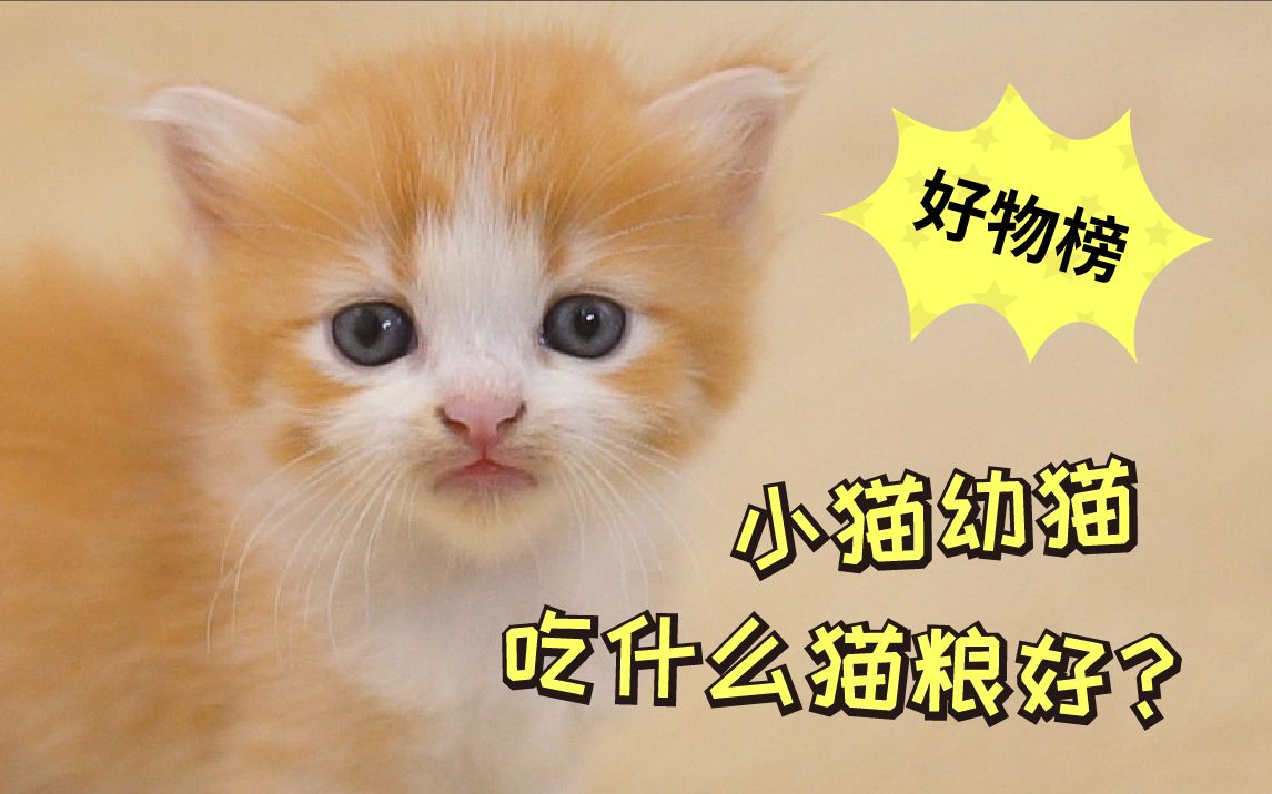 小猫幼猫吃什么猫粮好?怎样才能长的萌肥圆?哔哩哔哩bilibili