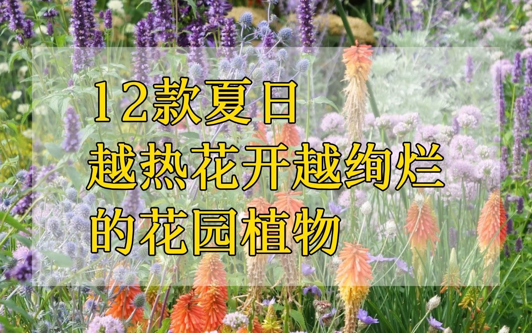 12款夏日越热花开越绚烂的花园植物哔哩哔哩bilibili