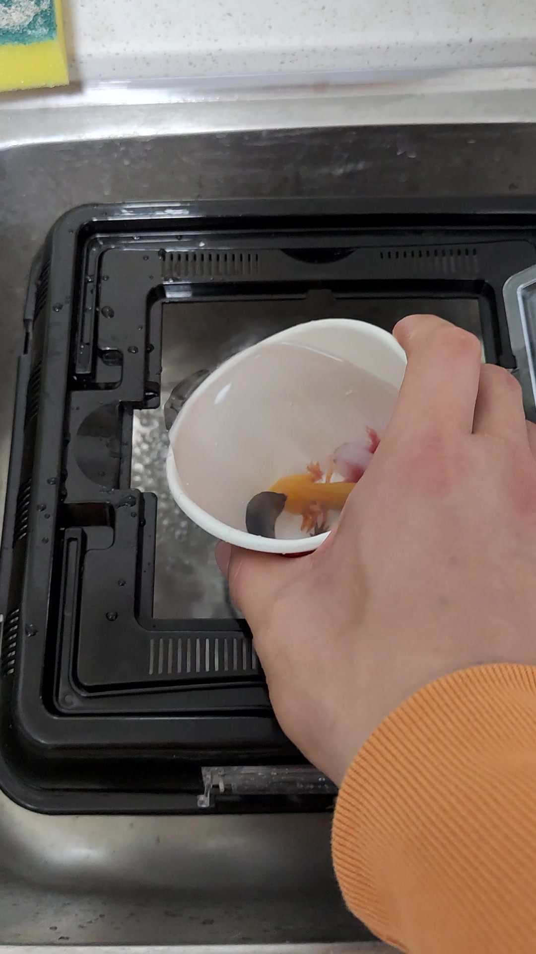 给六角恐龙鱼换个水