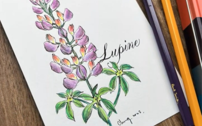 【花草绘 056 课程】来画 鲁冰花 lupine! (水性色铅笔)