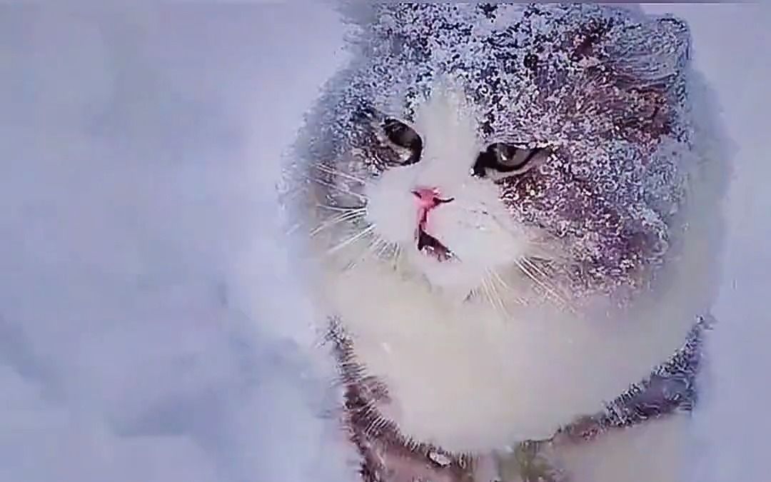 [图]踏雪功夫猫咪