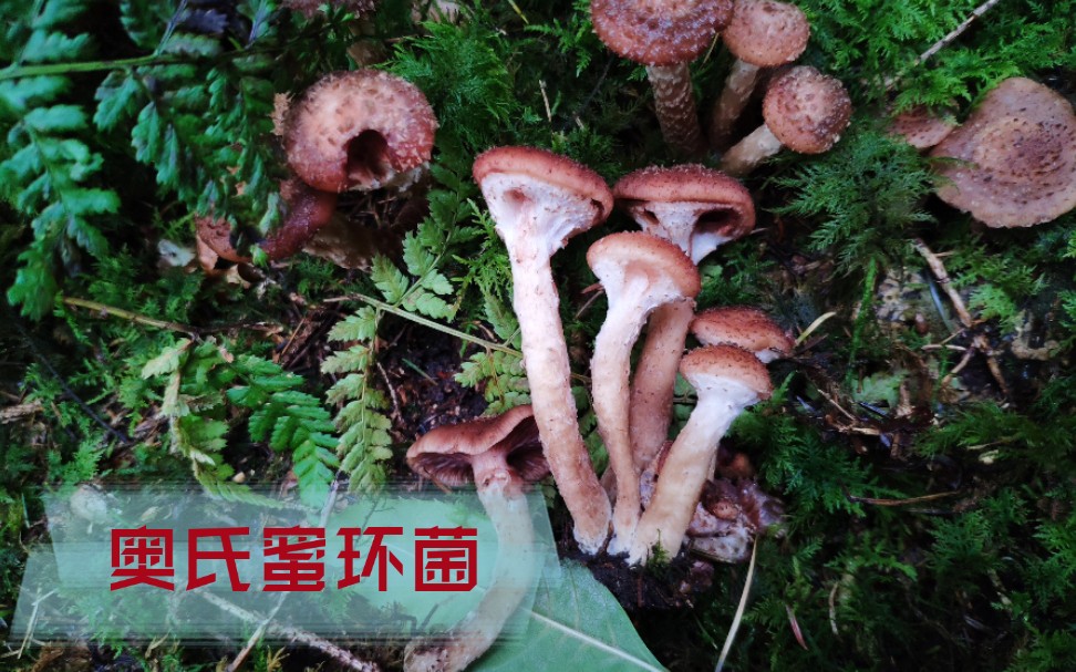 【在德国采蘑菇】十月的蘑菇 真爆桶(上)地球最大生物体奥氏蜜环菌哔哩哔哩bilibili