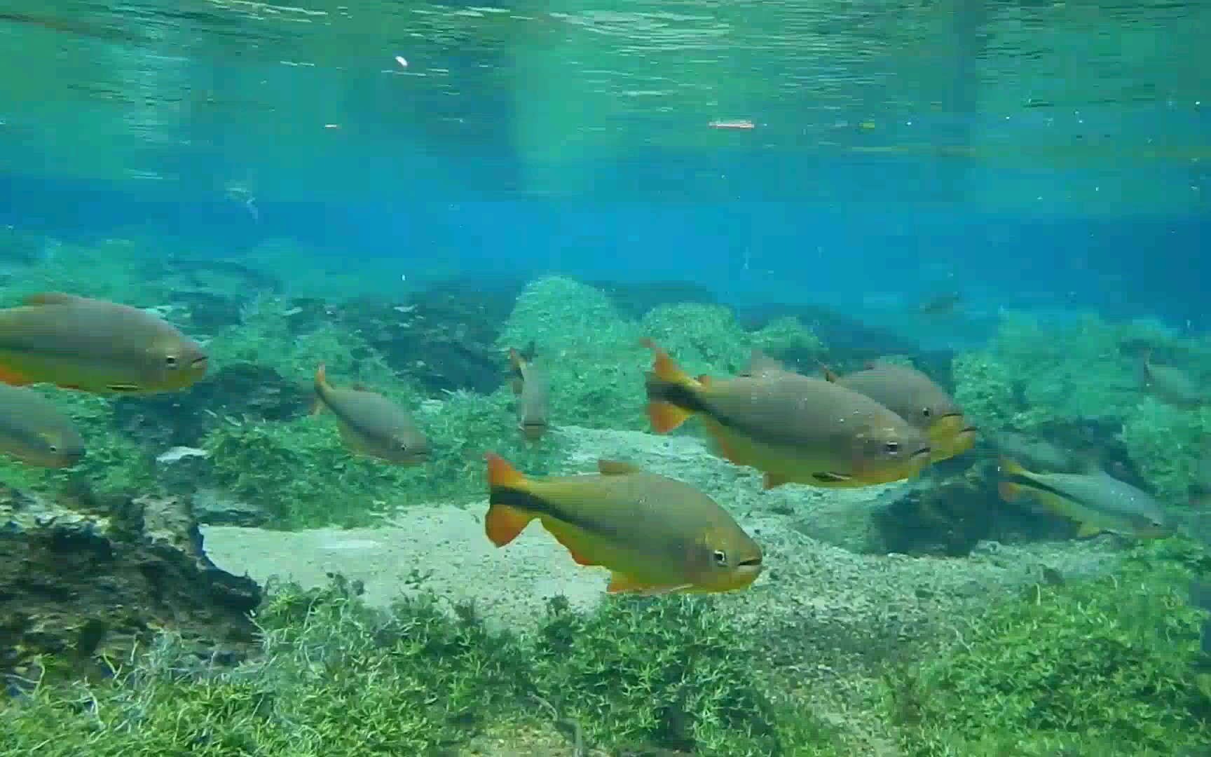 水质清澈堪比水族馆的自然水域,水下天然景观美不胜收,如同天然水族馆哔哩哔哩bilibili