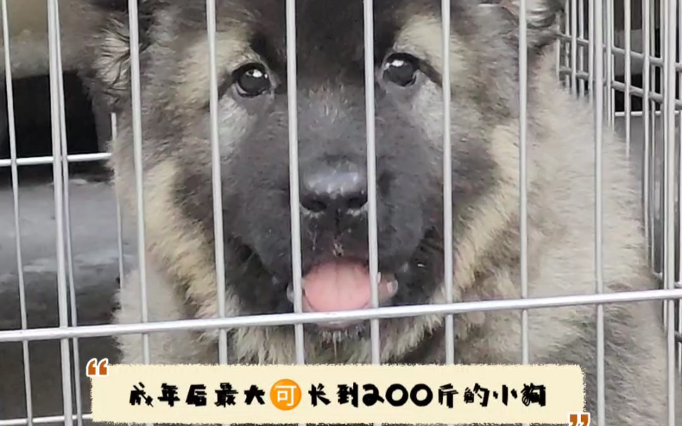 成年可长到200斤的俄罗斯高加索幼犬哔哩哔哩bilibili