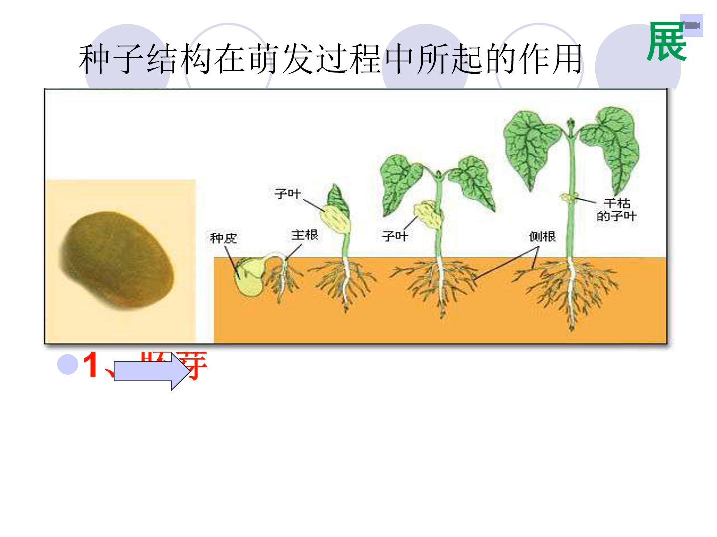 种子萌发实验过程图片图片