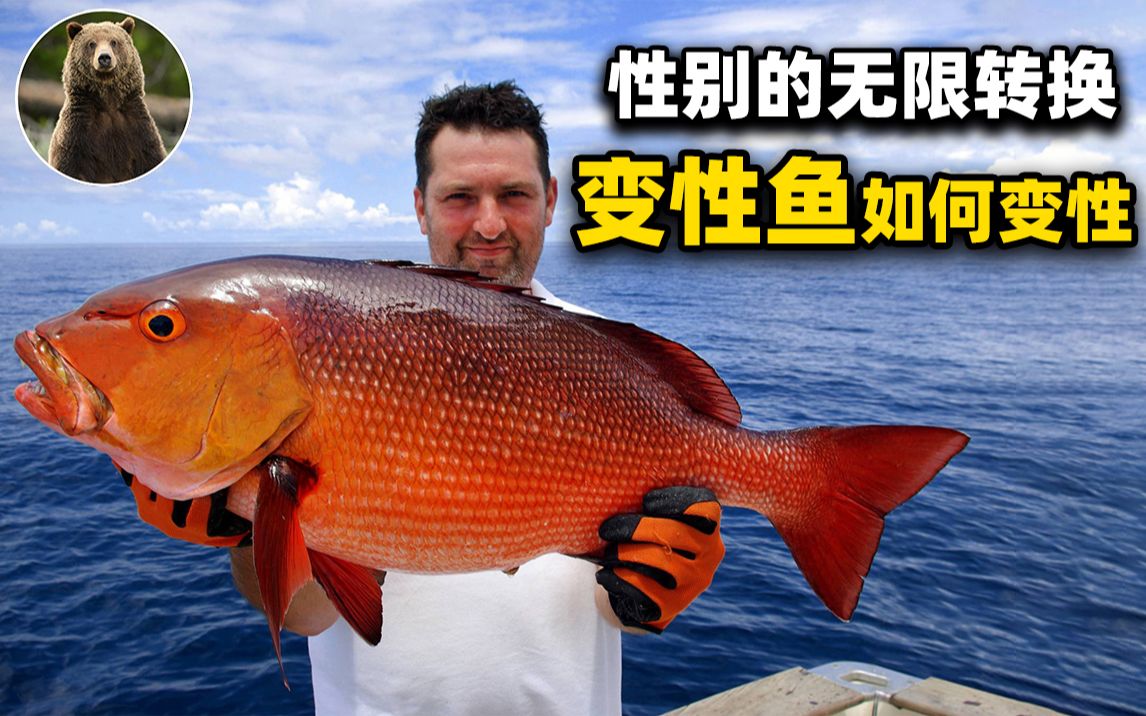 神奇的变性鱼一生又当爹又当妈变性鱼是如何变性的