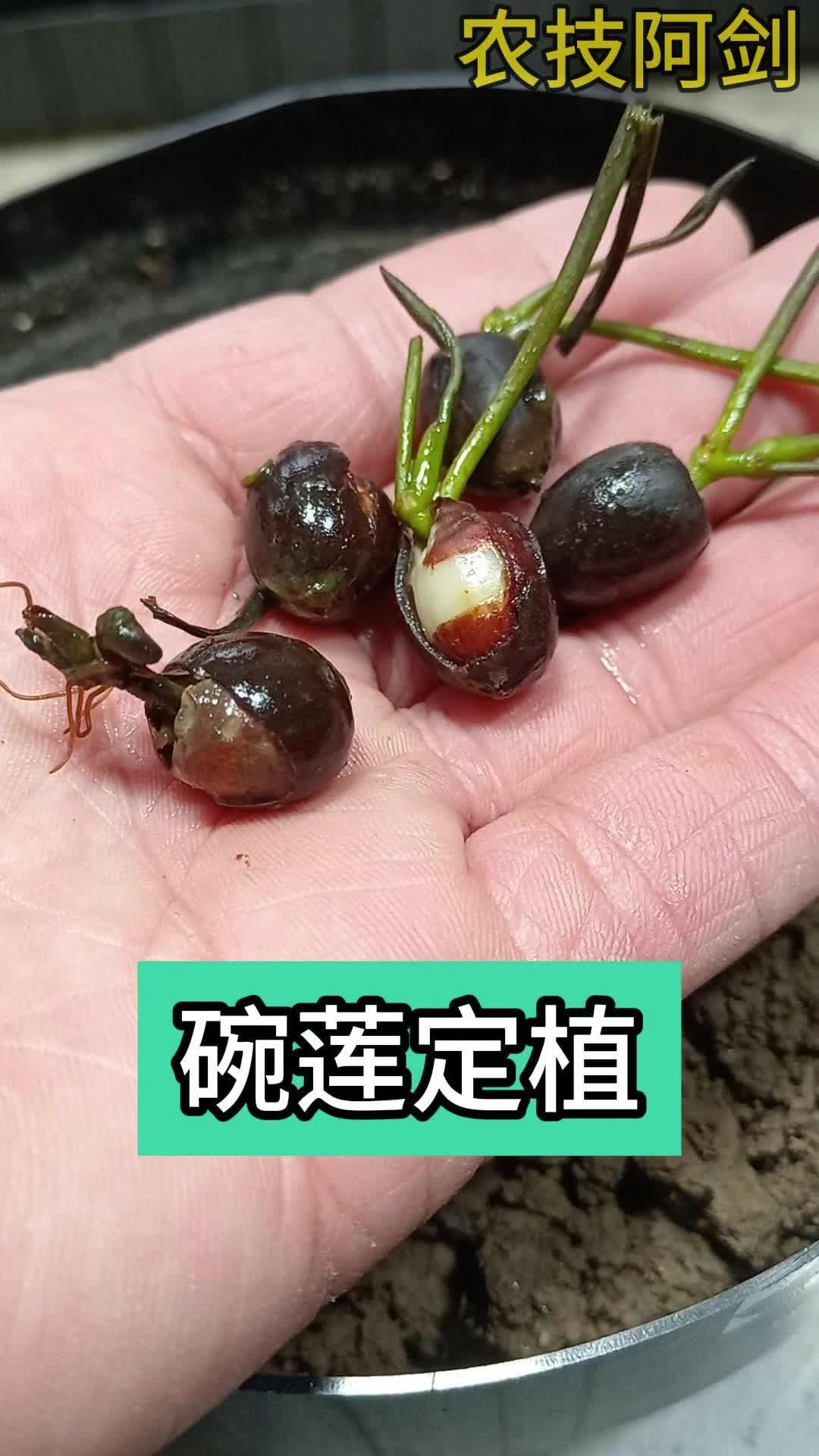 碗莲种植日记:碗莲定植哔哩哔哩bilibili