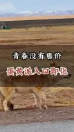 Download Video: 可可西里的网红狼#旅游[话题]# #旅行[话题]# #旅行大玩家[话题]#