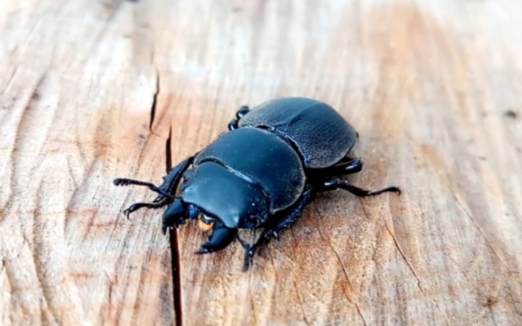 智利无翅锹甲视频资料合集Apterodorcus bacchus哔哩哔哩bilibili