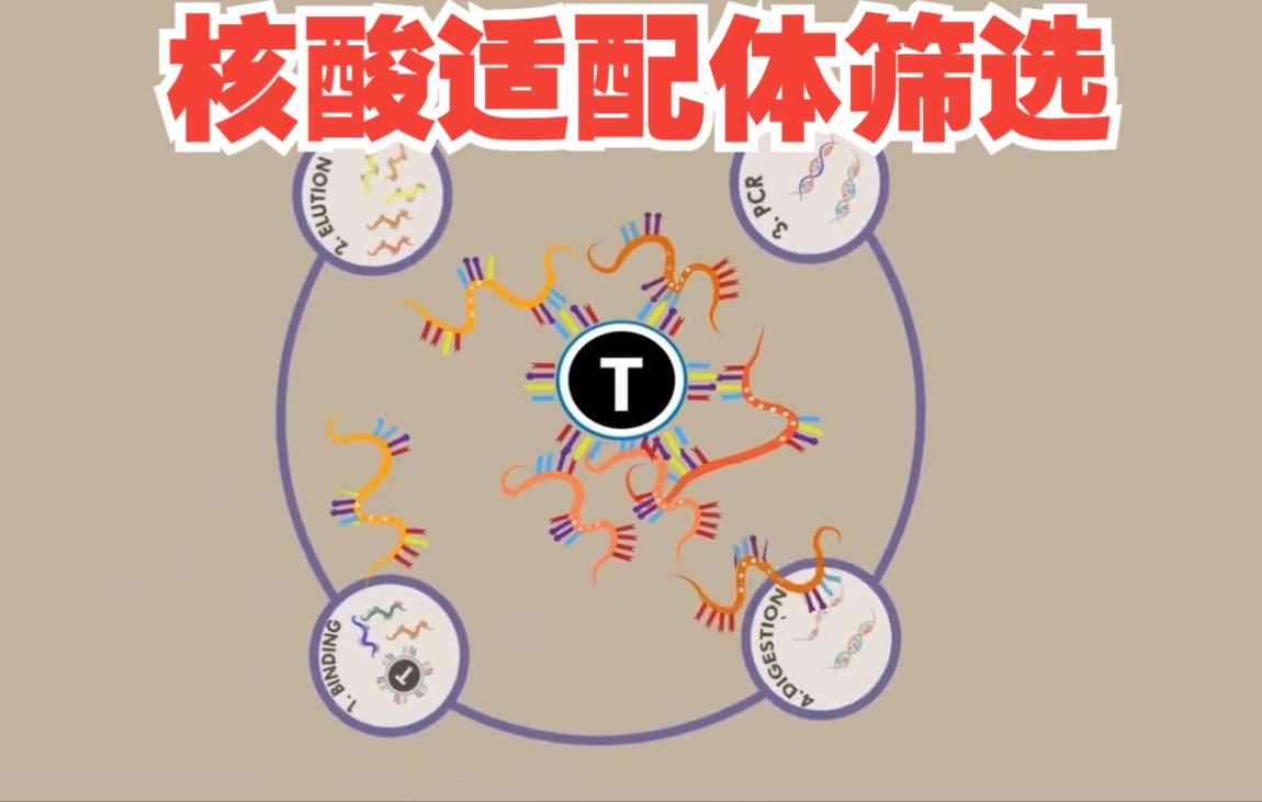 【中英动画】一分钟了解核酸适配体筛选技术:SELEX——指数富集的配体系统进化技术哔哩哔哩bilibili