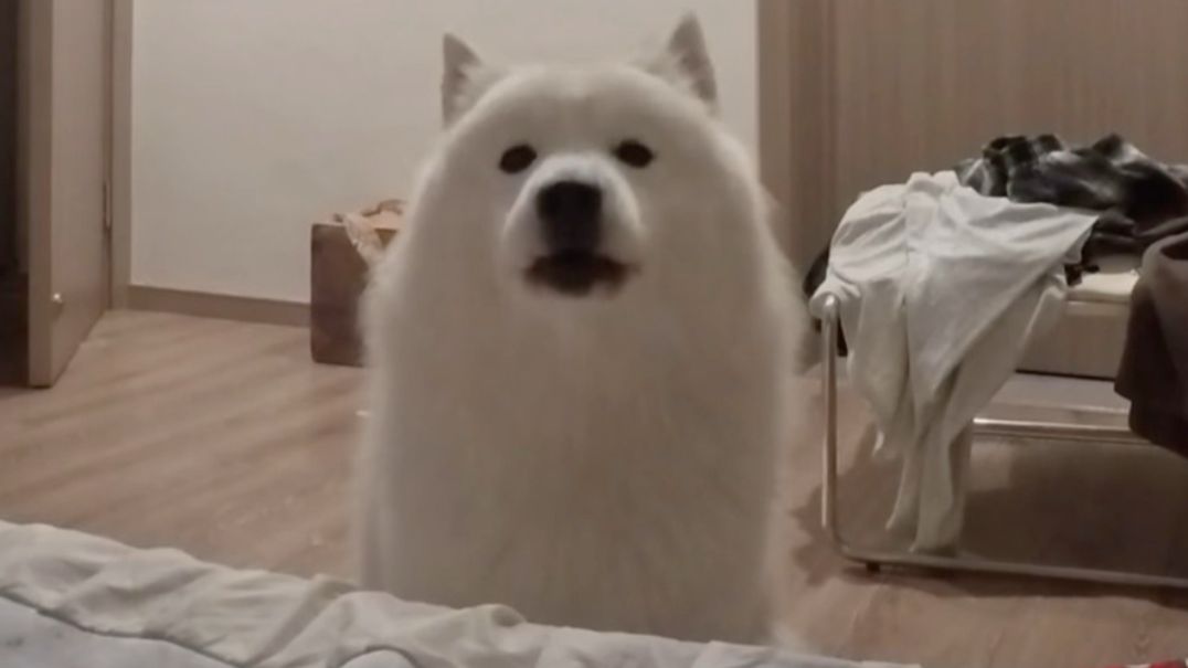 萨摩耶是真的傻