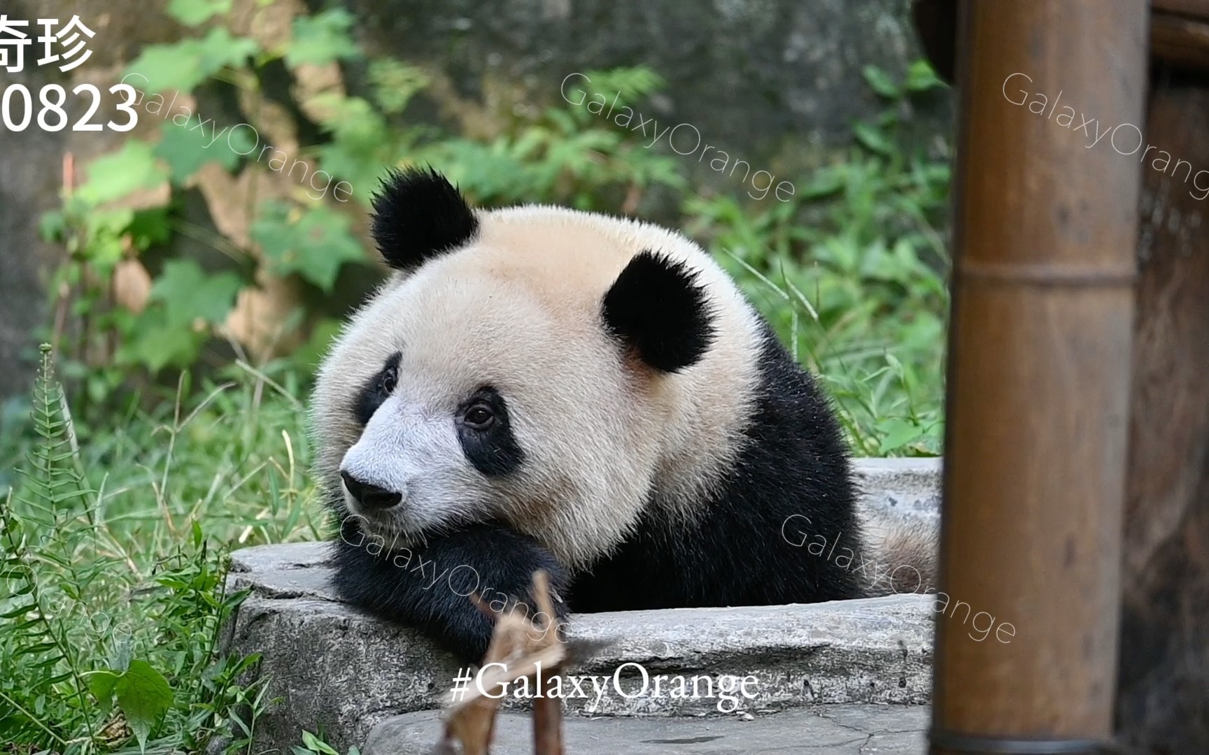 【大熊猫奇珍】230823 水池里休息&玩转转碗的文静珍珍(重庆动物园)