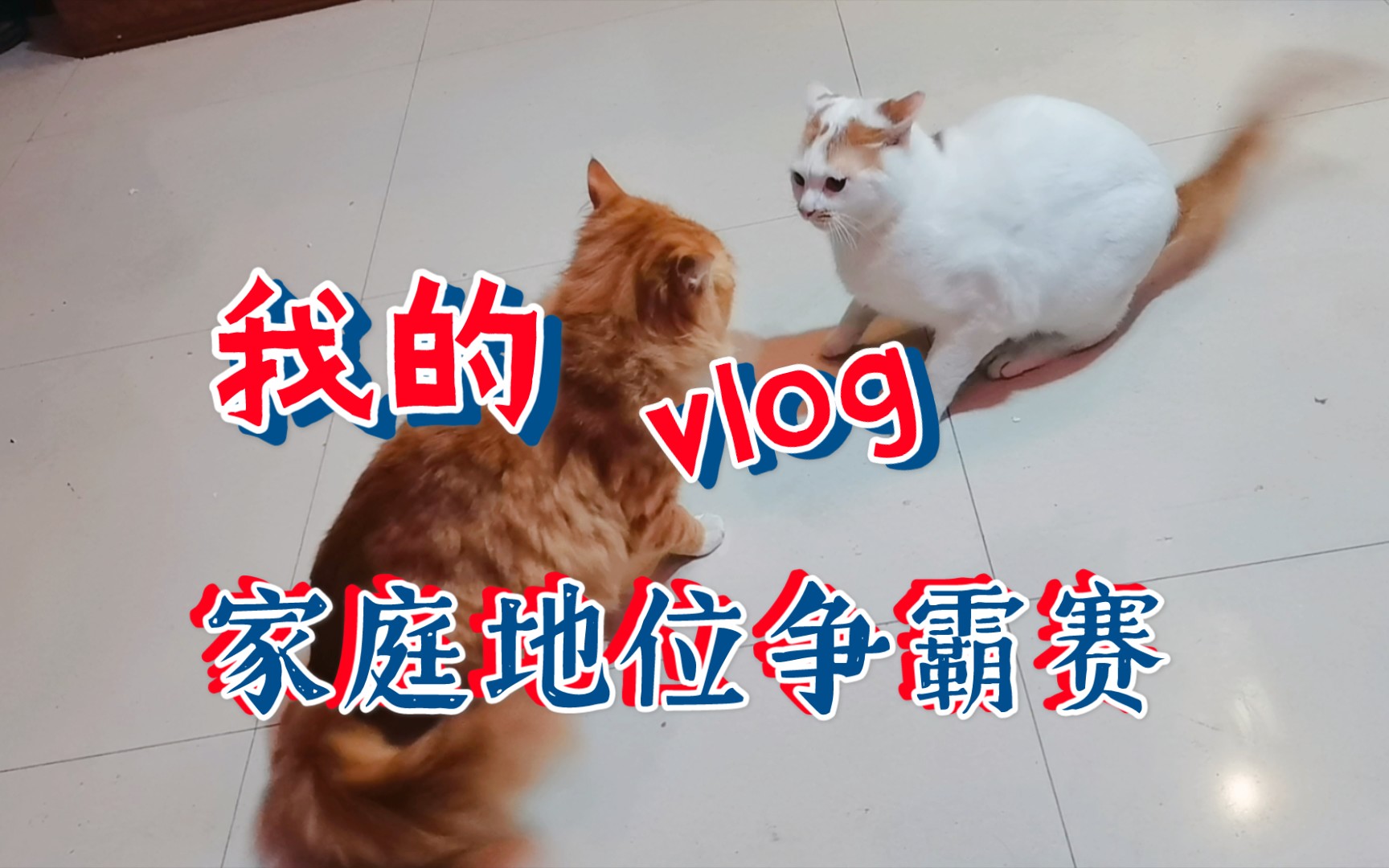 [图]【猫咪家庭地位争霸赛】热烈开赛！！！