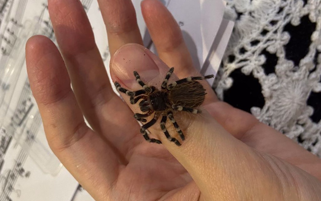 我的大白猪崽崽-墨西哥白膝头