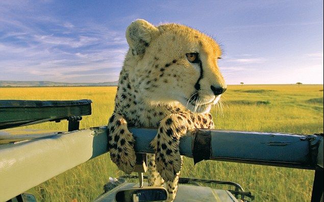 【天下】 大猫日记(12p) cr 云南卫视