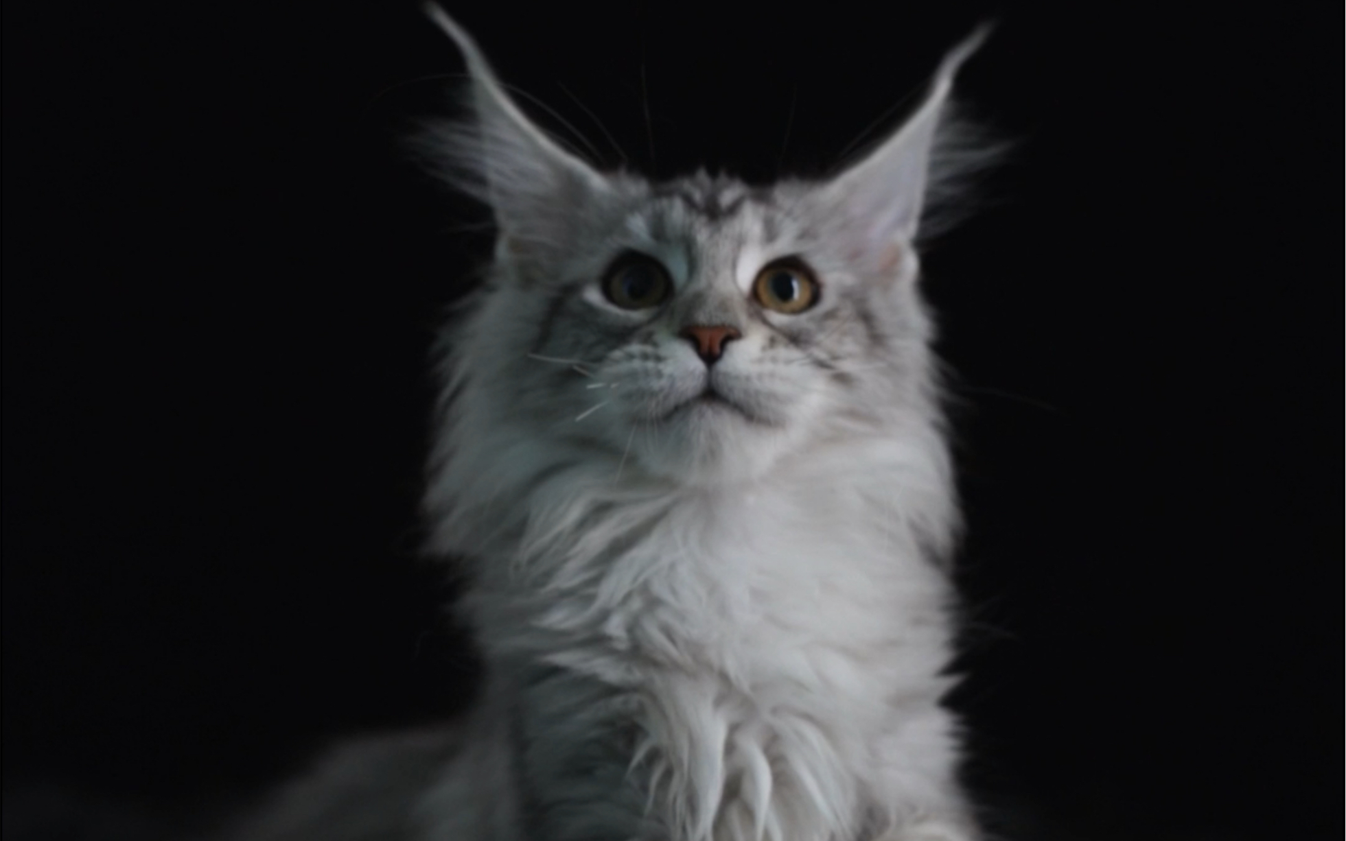 chen chong|缅因猫在哪个瞬间迷到你的
