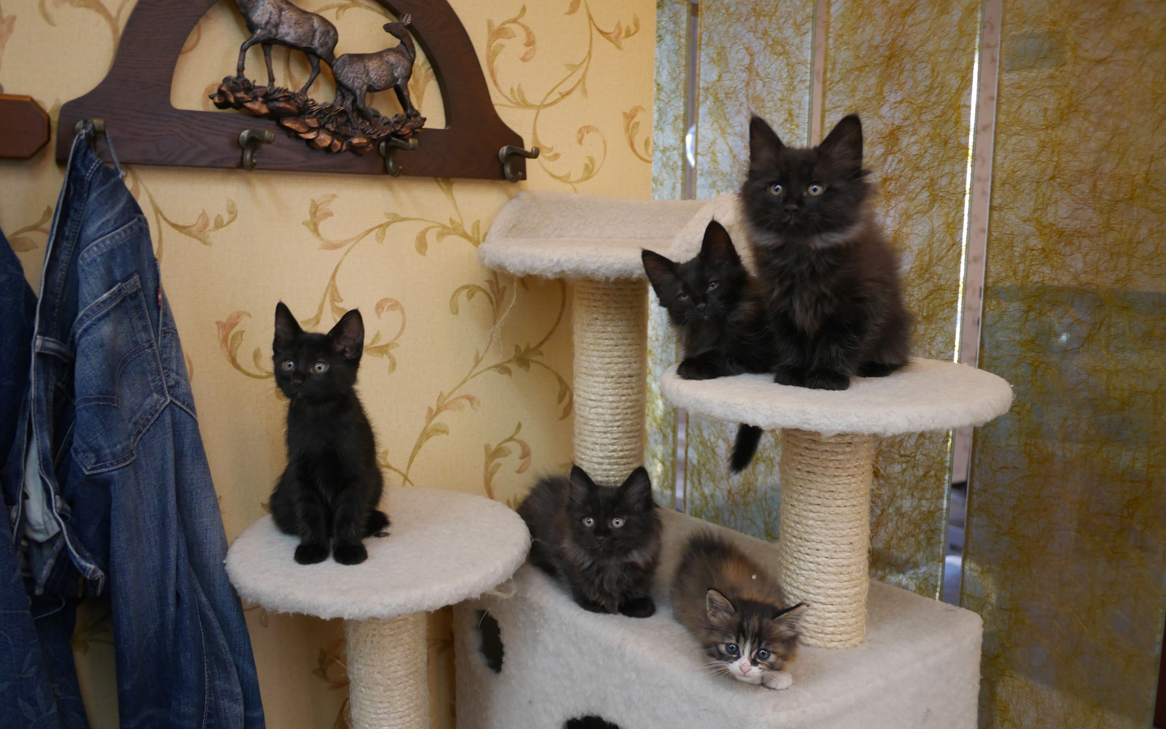 【预告】 即将到家的一群黑猫