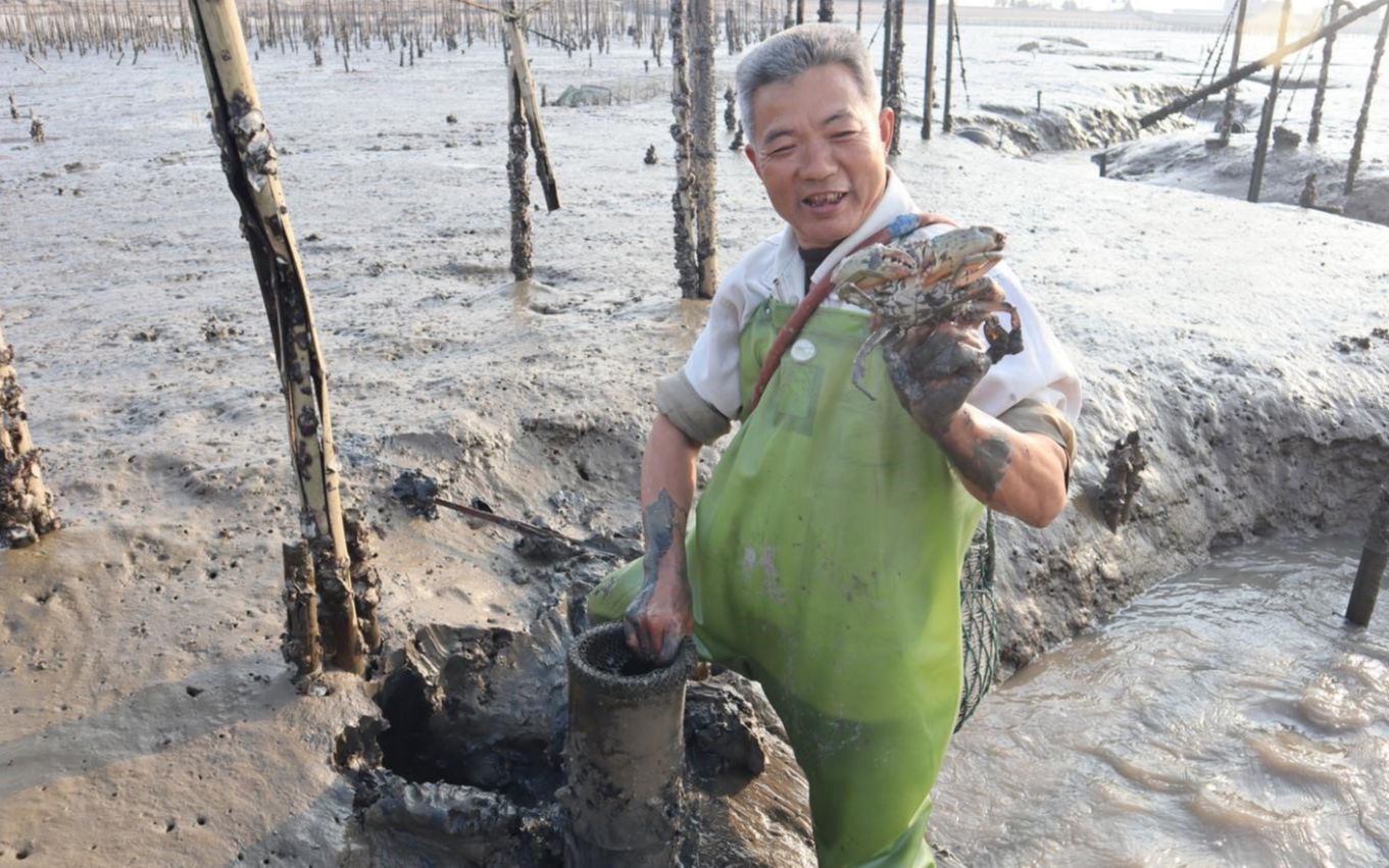 泰叔赶海去收竹筒,里面黏着值钱货抓到几只,还有凶猛的大青蟹
