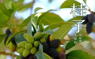 下载视频: 桂花树的果实能吃吗？