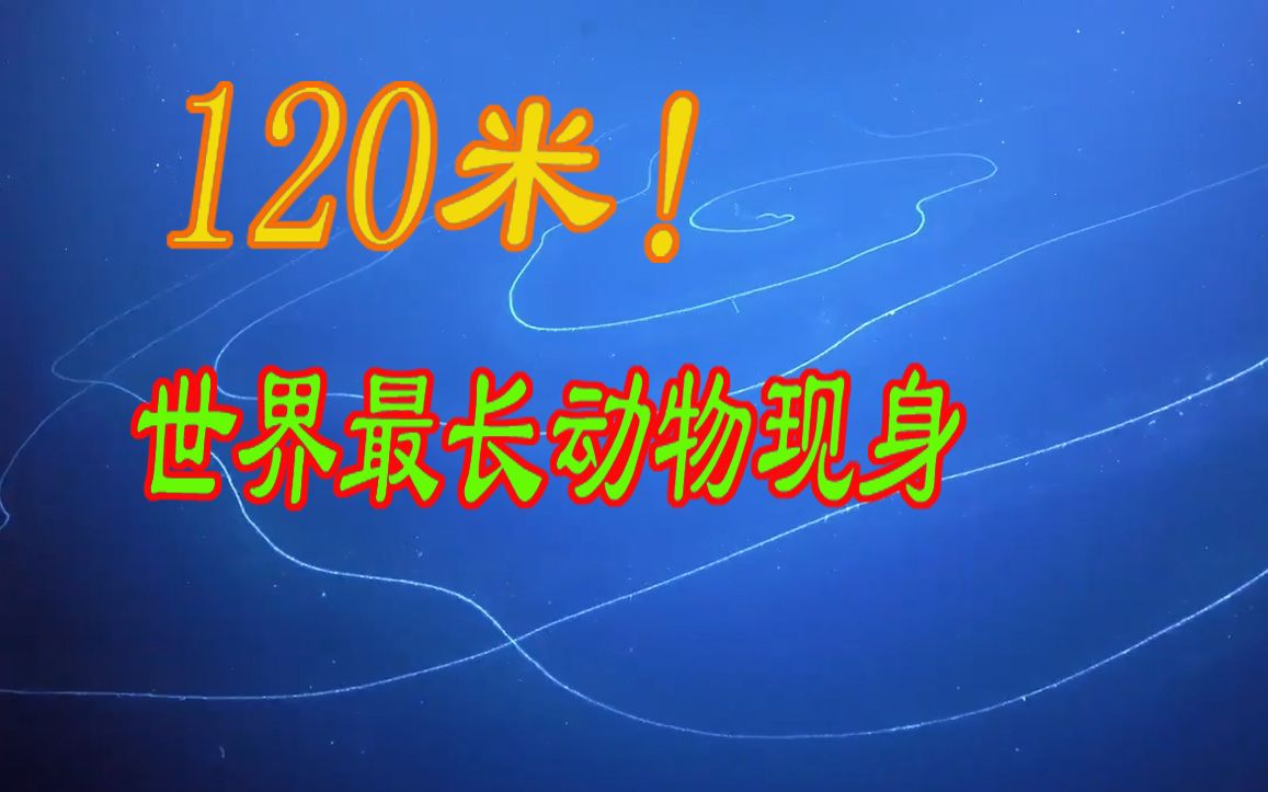 体长120米!世界最长动物现身深海——巨型离翼水母【兰熊的科普时间】深海科考大发现哔哩哔哩bilibili