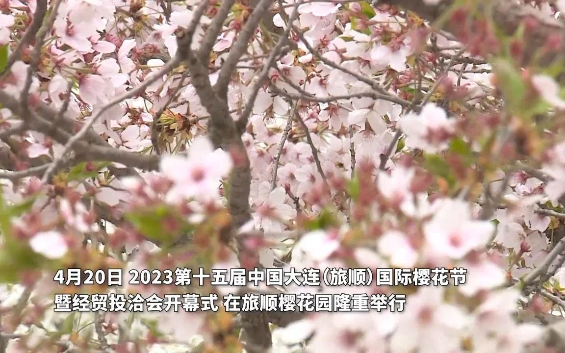 东北最大!大连(旅顺)国际樱花节开幕哔哩哔哩bilibili