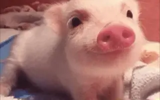 猪猪 搜索结果 哔哩哔哩 Bilibili