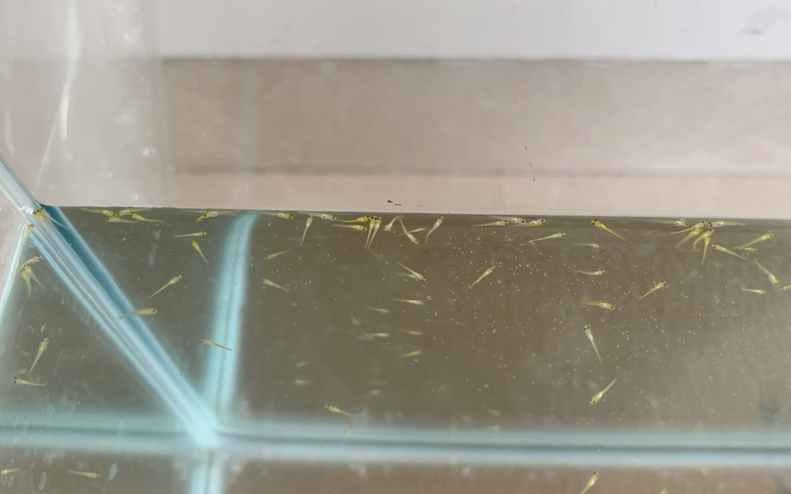 养锦鲤水花苗的第7天