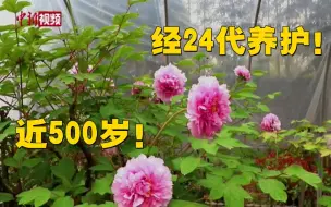 Tải video: 上海一近500岁古牡丹绽放！