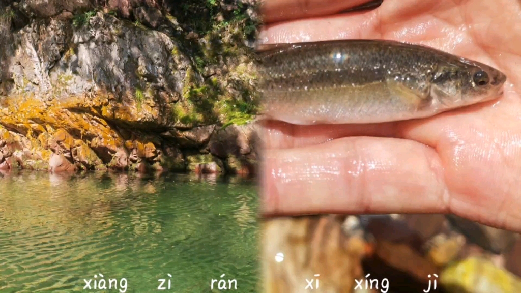 我的第一条视频:在彩虹溪垂钓(稀有冷水鱼)