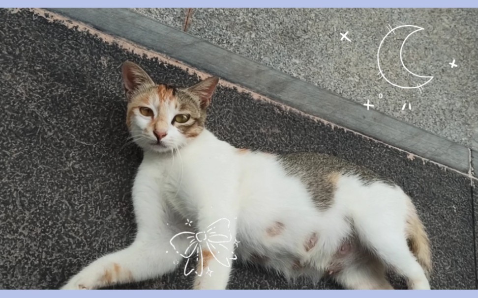 西湖公园的网红狸花猫小咪