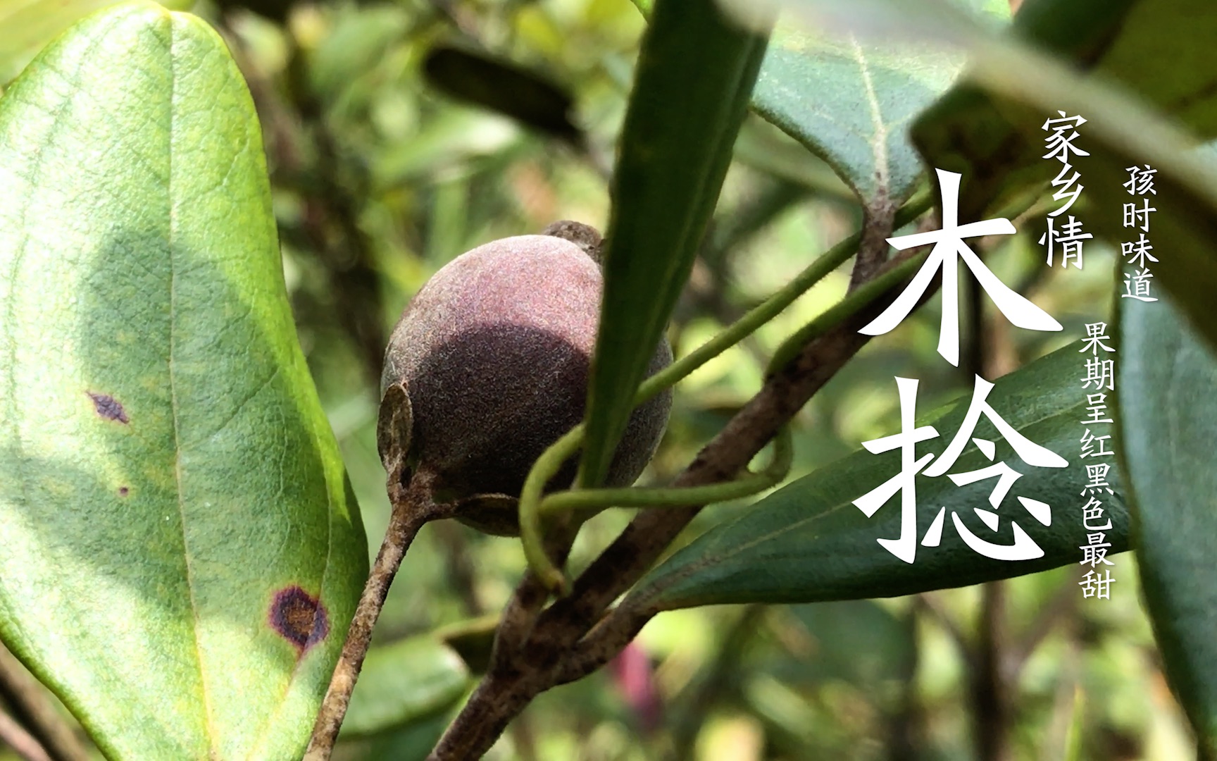 田间山间那花那树还有我那瓶木捻酒