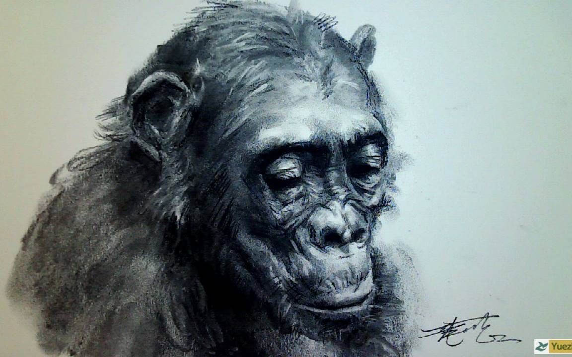 如何用木炭和炭笔画动物素描第22篇