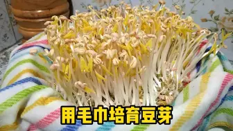 Tải video: 教你在家培育豆芽，方法简单易学，几天就能收获新鲜豆芽