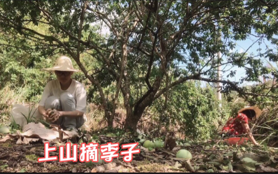 采摘李子的季节到了,村里有收购李子,糖糖和妈妈上山摘李子!哔哩哔哩bilibili